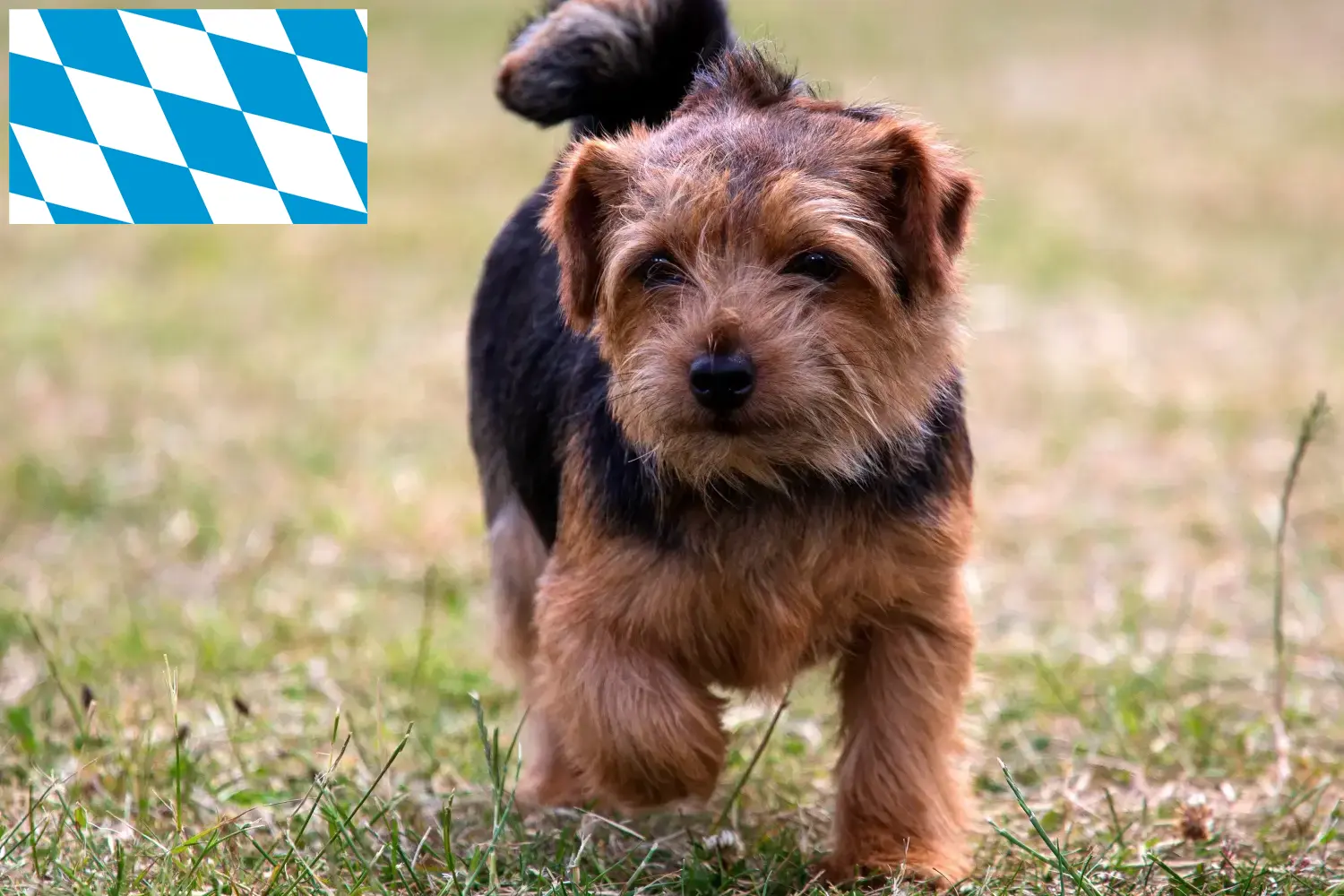 Read more about the article Norfolk Terrier opdrættere og hvalpe i Bayern