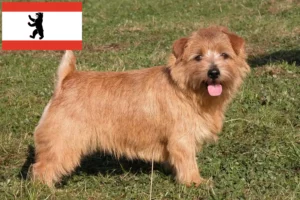 Read more about the article Norfolk Terrier opdrættere og hvalpe i Berlin