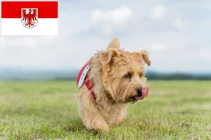 Read more about the article Norfolk Terrier opdrættere og hvalpe i Brandenburg