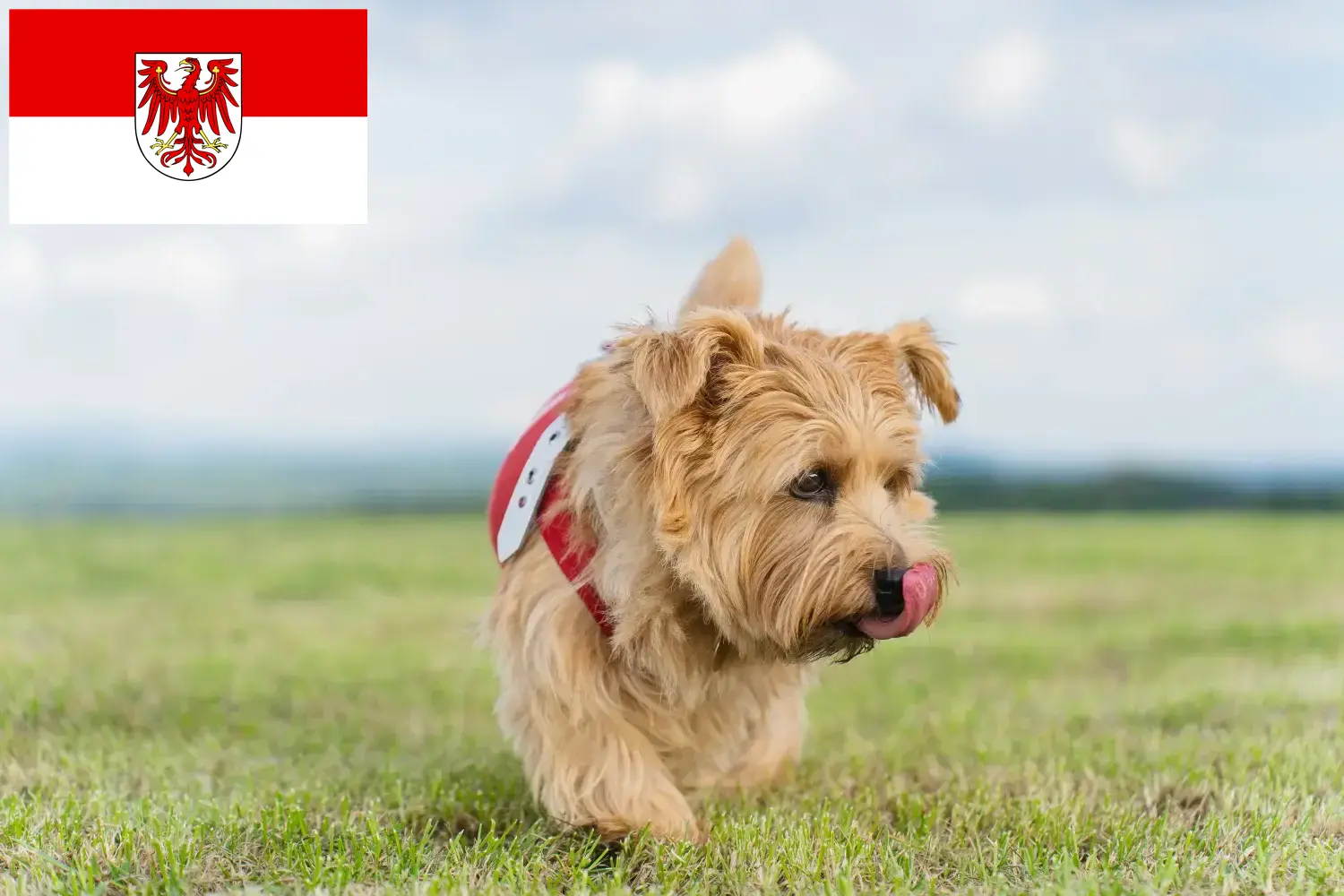 Read more about the article Norfolk Terrier opdrættere og hvalpe i Brandenburg