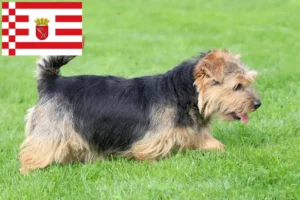 Read more about the article Norfolk Terrier opdrættere og hvalpe i Bremen