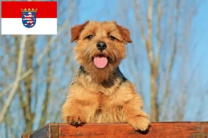 Read more about the article Norfolk Terrier opdrættere og hvalpe i Hessen