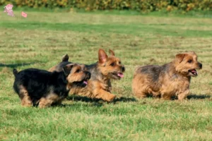 Read more about the article Norfolk Terrier opdrættere og hvalpe i Hovedstaden