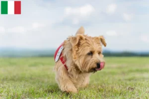Read more about the article Norfolk Terrier opdrættere og hvalpe i Italien
