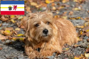 Read more about the article Norfolk Terrier opdrættere og hvalpe i Mecklenburg-Vorpommern