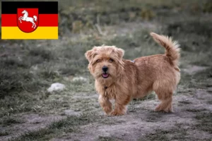 Read more about the article Norfolk Terrier opdrættere og hvalpe i Niedersachsen