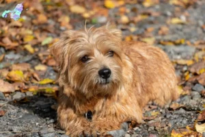 Read more about the article Norfolk Terrier opdrættere og hvalpe i Nordjylland