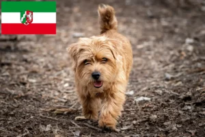 Read more about the article Norfolk Terrier opdrættere og hvalpe i Nordrhein-Westfalen