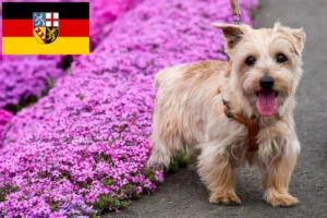 Read more about the article Norfolk Terrier opdrættere og hvalpe i Saarland
