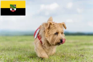 Read more about the article Norfolk Terrier opdrættere og hvalpe i Sachsen-Anhalt