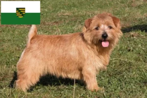Read more about the article Norfolk Terrier opdrættere og hvalpe i Sachsen
