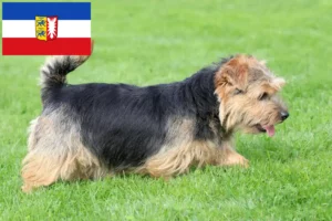 Read more about the article Norfolk Terrier opdrættere og hvalpe i Slesvig-Holsten