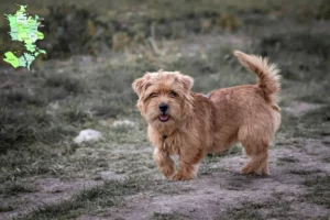 Read more about the article Norfolk Terrier opdrættere og hvalpe på Sjælland
