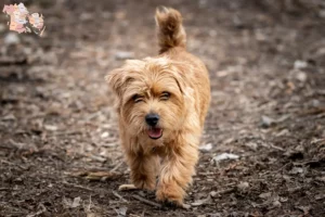 Read more about the article Norfolk Terrier opdrættere og hvalpe i Syddanmark