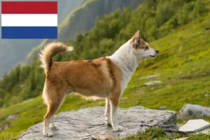 Read more about the article Norske lundehundeopdrættere og hvalpe i Holland