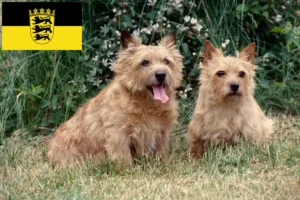 Read more about the article Norwich Terrier opdrættere og hvalpe i Baden-Württemberg