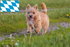 Read more about the article Norwich Terrier opdrættere og hvalpe i Bayern