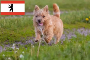 Read more about the article Norwich Terrier opdrættere og hvalpe i Berlin