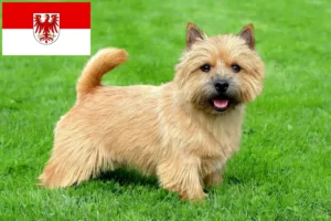 Read more about the article Norwich Terrier opdrættere og hvalpe i Brandenburg
