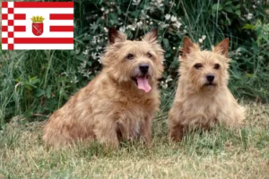 Read more about the article Norwich Terrier opdrættere og hvalpe i Bremen