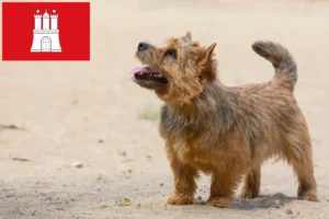 Read more about the article Norwich Terrier opdrættere og hvalpe i Hamborg