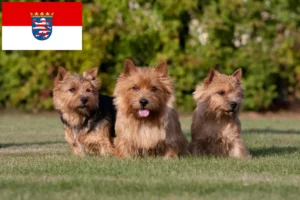 Read more about the article Norwich Terrier opdrættere og hvalpe i Hessen