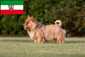 Read more about the article Norwich Terrier opdrættere og hvalpe i Nordrhein-Westfalen