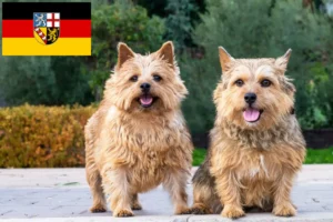 Read more about the article Norwich Terrier opdrættere og hvalpe i Saarland
