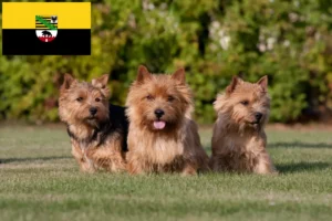 Read more about the article Norwich Terrier opdrættere og hvalpe i Sachsen-Anhalt