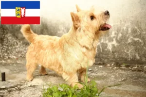 Read more about the article Norwich Terrier opdrættere og hvalpe i Slesvig-Holsten