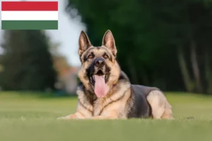 Read more about the article Østeuropæisk hyrdehundeopdrætter og hvalpe i Ungarn