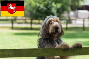 Read more about the article Otterhundeopdrættere og hvalpe i Niedersachsen