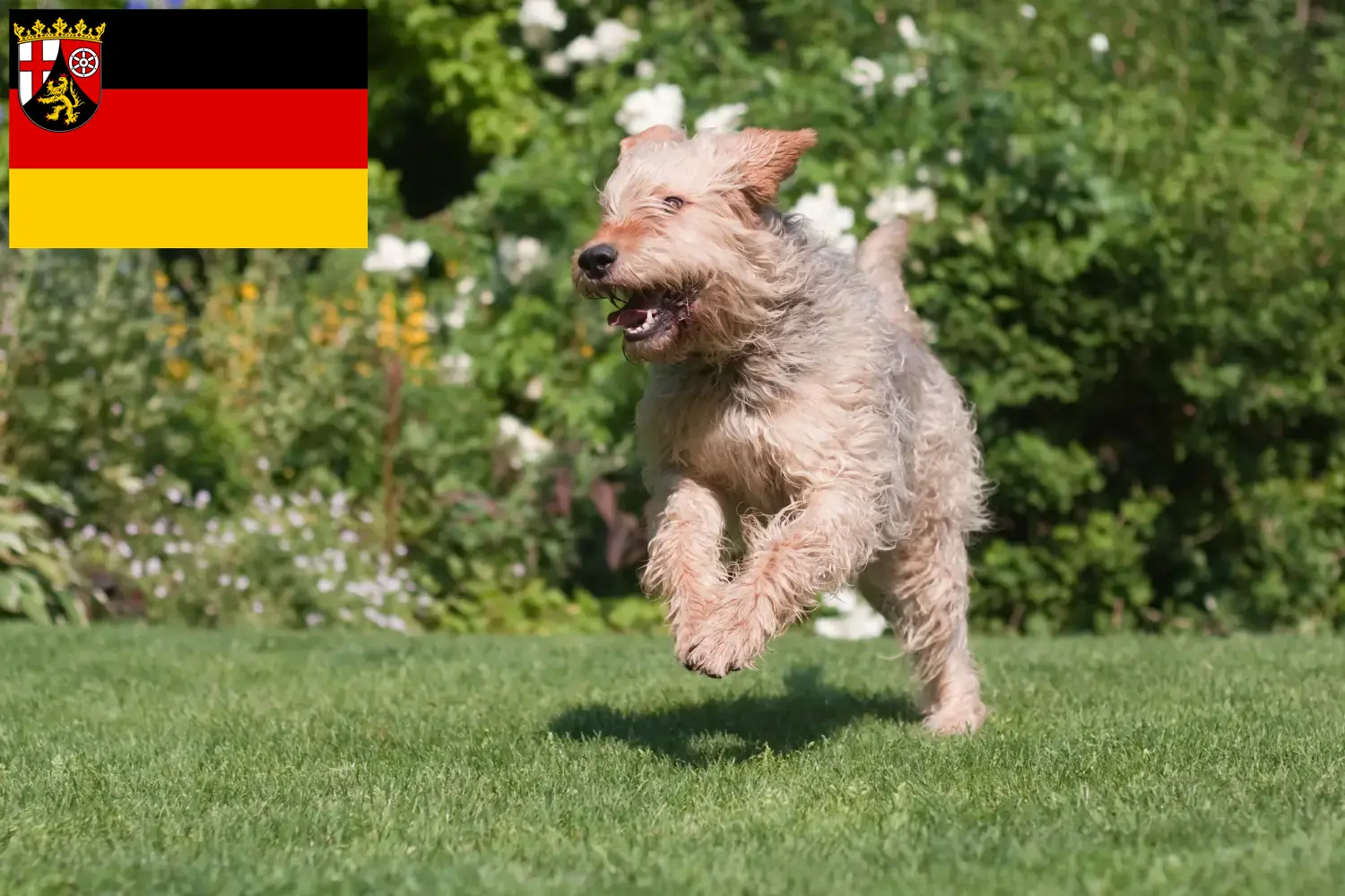 Read more about the article Otterhundeopdrættere og hvalpe i Rheinland-Pfalz