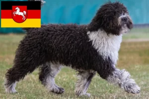 Read more about the article Perro de Agua Español opdrættere og hvalpe i Niedersachsen