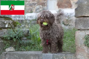Read more about the article Perro de Agua Español opdrættere og hvalpe i Nordrhein-Westfalen