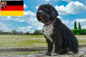 Read more about the article Perro de Agua Español opdrættere og hvalpe i Rheinland-Pfalz