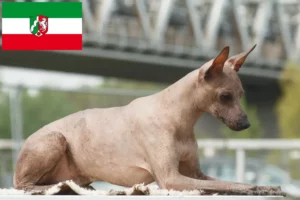 Read more about the article Peruviansk hårløs hundeopdrætter og hvalpe i Nordrhein-Westfalen