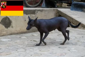 Read more about the article Peruviansk hårløs hundeopdrætter og hvalpe i Rheinland-Pfalz