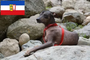 Read more about the article Peruviansk hårløs hundeopdrætter og hvalpe i Slesvig-Holsten