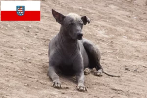 Read more about the article Peruviansk hårløs hundeopdrætter og hvalpe i Thüringen