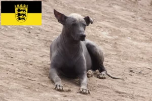 Read more about the article Peruviansk hårløs hundeopdrætter og hvalpe i Baden-Württemberg