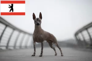 Read more about the article Peruviansk hårløs hundeopdrætter og hvalpe i Berlin