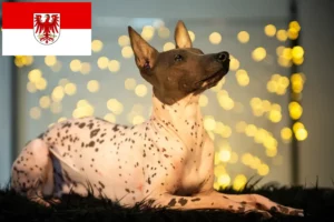 Read more about the article Peruviansk hårløs hundeopdrætter og hvalpe i Brandenburg