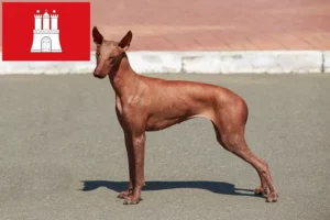 Read more about the article Peruviansk hårløs hundeopdrætter og hvalpe i Hamborg