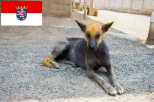 Read more about the article Peruviansk hårløs hundeopdrætter og hvalpe i Hessen