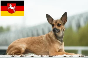 Read more about the article Peruviansk hårløs hundeopdrætter og hvalpe i Niedersachsen