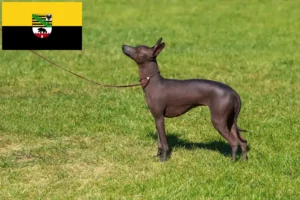 Read more about the article Peruviansk hårløs hundeopdrætter og hvalpe i Sachsen-Anhalt