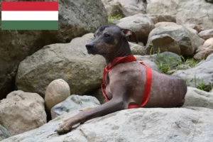 Read more about the article Peruviansk hårløs hundeopdrætter og hvalpe i Ungarn