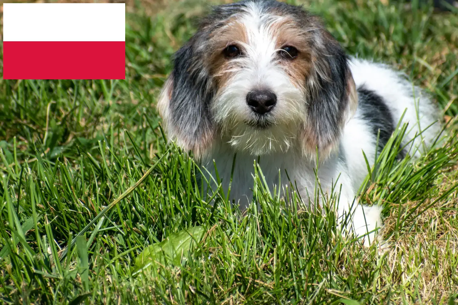 Petit Basset Griffon Vendéen hvalpe og opdrætter Polen Find Petit Basset Griffon Vendéens opdrættere i Polen.
