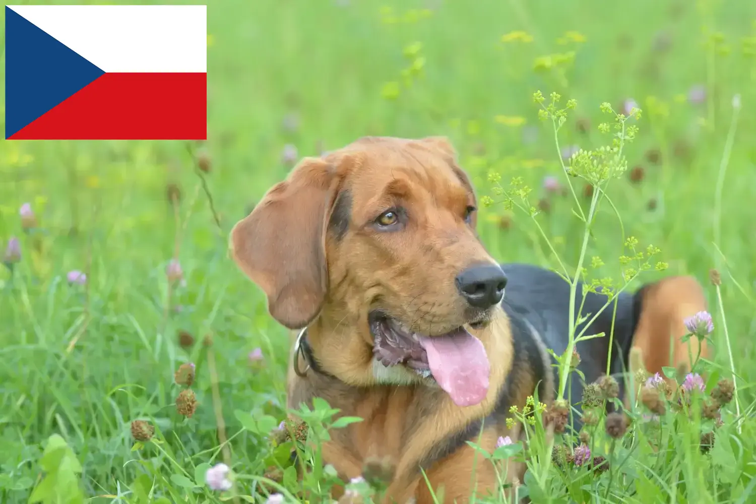 Polish Bracke hvalpe og opdrættere Tjekkiet Her kan du finde polske brackenavlere i Tjekkiet.